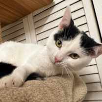 Thumbnail photo of Buttermilk #1