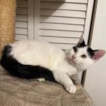 Thumbnail photo of Buttermilk #2