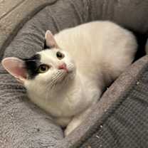 Thumbnail photo of Buttermilk #3