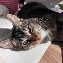 Thumbnail photo of Aria #1