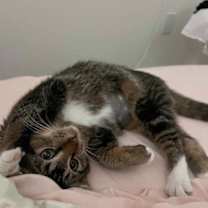 Thumbnail photo of Aria #2