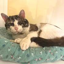 Thumbnail photo of Dusty #1