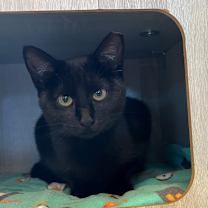 Thumbnail photo of Mystic #2