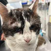 Thumbnail photo of Dusty #2