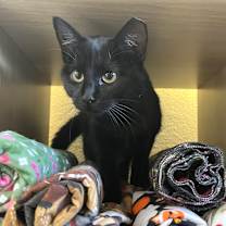 Thumbnail photo of Mystic #3