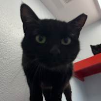 Thumbnail photo of Gypsy #3