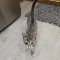 Thumbnail photo of Rosie #2