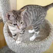 Thumbnail photo of Rosie #4