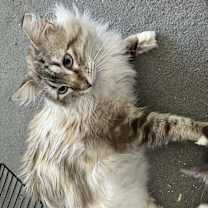 Thumbnail photo of Silva #2