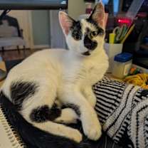 Thumbnail photo of Tobasco #1