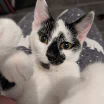 Thumbnail photo of Tobasco #2