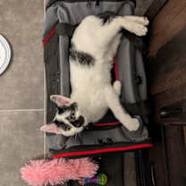 Thumbnail photo of Tobasco #3