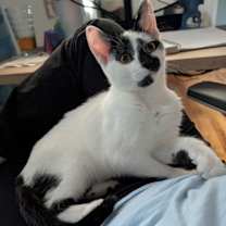 Thumbnail photo of Tobasco #4