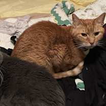 Thumbnail photo of Charlie XVII (New Digs) #3