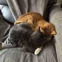 Thumbnail photo of Charlie XVII (New Digs) #4