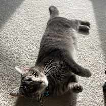 Thumbnail photo of Tom #2