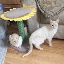 Thumbnail photo of Rain (Sinead O’Connor) #3