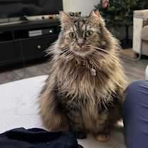 Thumbnail photo of Honey #1