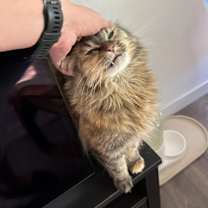 Thumbnail photo of Honey #3