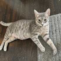 Thumbnail photo of Pearl #1