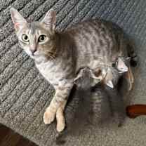 Thumbnail photo of Pearl #4