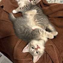 Thumbnail photo of Clam #4