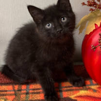 Thumbnail photo of Puma #1