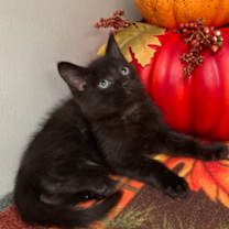 Thumbnail photo of Puma #2