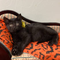 Thumbnail photo of Lion #2