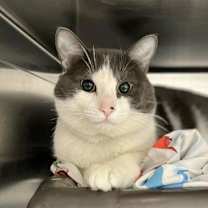 Thumbnail photo of Elvis #1