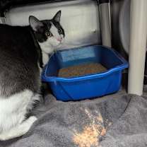 Thumbnail photo of Elvis #2