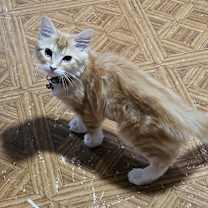 Thumbnail photo of Ducky #1