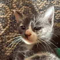 Thumbnail photo of Qt-p2t #2