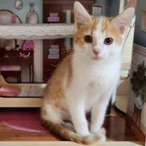 Thumbnail photo of Zoey #1