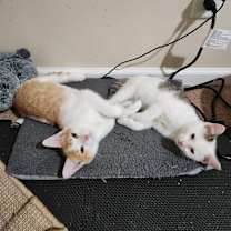 Thumbnail photo of Zoey #2