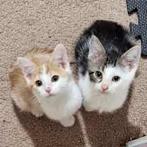 Thumbnail photo of Zoey #3