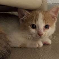 Thumbnail photo of Chloe #2