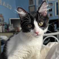 Thumbnail photo of Kitana #1