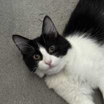 Thumbnail photo of Kitana #2