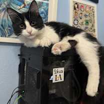 Thumbnail photo of Kitana #3