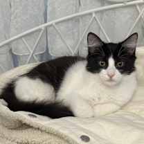 Thumbnail photo of Kitana #4