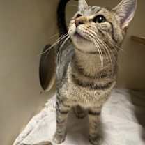 Thumbnail photo of Peppermint Patty #1