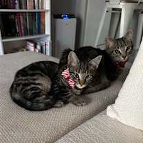 Thumbnail photo of Snowball #2