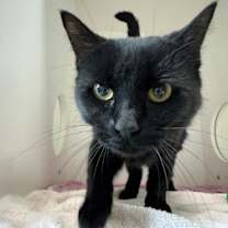 Thumbnail photo of Licorice #2