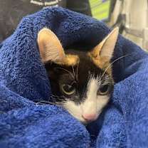 Thumbnail photo of Matilda #3