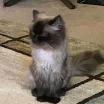 Thumbnail photo of Jupiter #2