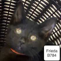 Thumbnail photo of Frieda B784 #1