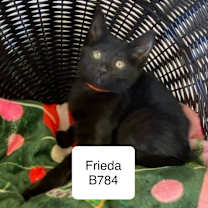 Thumbnail photo of Frieda B784 #2