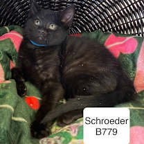 Thumbnail photo of Schroeder B779 #2