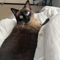 Thumbnail photo of Nyah #1